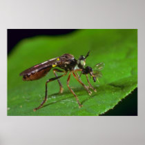Green Flower Fly flowers Poster