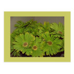 Green Flower Power Post Cards