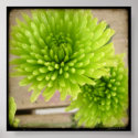 Green Flowers Poster by indolilly