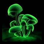 Green Fluorescence (Square)