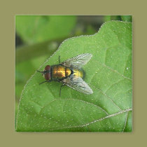 green fly magnets