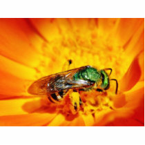 Green Fly Photo Cut Out