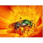 Green Fly Photo Cut Out