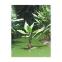 Green Forest postcards