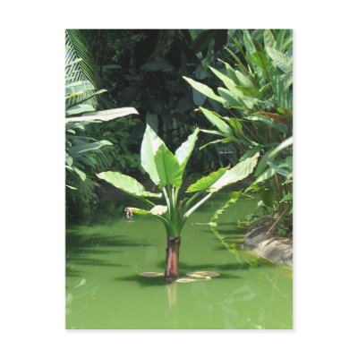 Green Forest Post Card by PhotoDigital