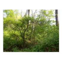 Green forest Postcard postcards