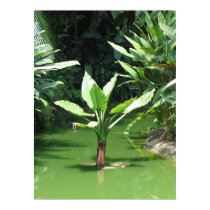 Green Forest posters by PhotoDigital Green Forest posters