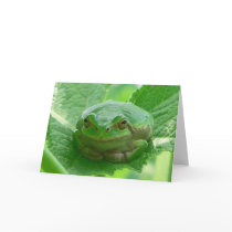 Green Frog cards