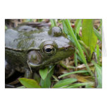 Green Frog Greeting Card