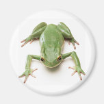 Green-Frog Magnet