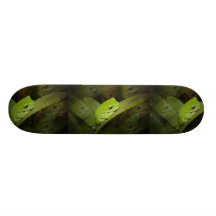 Green Frog on a Skateboard