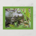 Green Frog postcard postcard