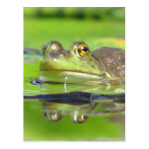 Green Frog Postcard