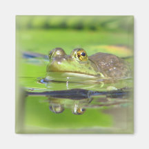 Green Frog Square Magnet