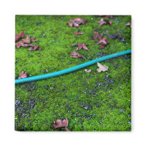 Green Garden Snake Hose magnets