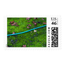 Green Garden Snake Hose postage