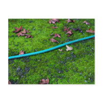 Green Garden Snake Hose postcards