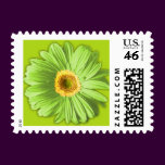 Green Gerbera Daisy Postage Stamps