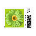Green Gerbera Daisy Postage Stamps by oph3lia Green Gerbera Daisy Postage Stamps