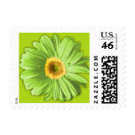 Green Gerbera Daisy Postage Stamps