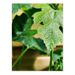 Green Grape Leaf Post Card