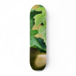 Green Grape Leaf Skateboard Decks