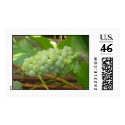 Green Grapes of California postage by pier0045 Green Grapes of California postage