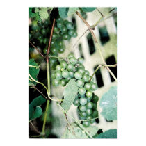 Green Grapes on the Vine (vertical) posters