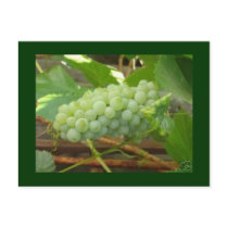Green Grapes Postcard