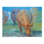 Green grass aglow post cards