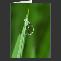 Green grass and water droplet with reflection cards