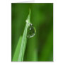 Green grass and water droplet with reflection cards