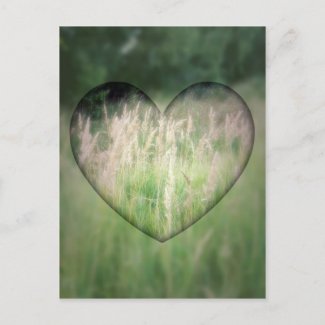 Green Grass Heart Postcard