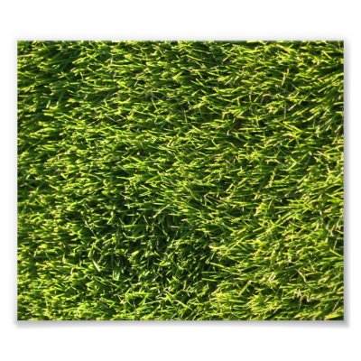 Green Grass Photographic Print