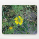 Green grasshopper on a yellow flower. mousepads