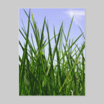 Green Green Grass Of Home postcard postcards
