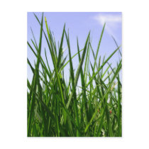 Green Green Grass Of Home postcard
