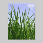 Green Green Grass Of Home postcard