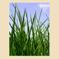 Green Green Grass Of Home postcard postcards