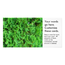Green growing evergreen shrub colorful art photo photo card template