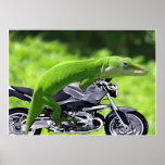 Green Hawaiian Gecko Rider Poster posters