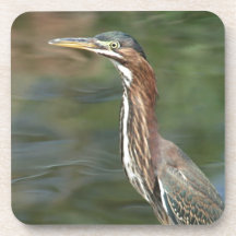 Green Heron Beverage Coaster