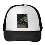 Green heron hat