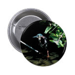 Green heron pinback button