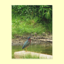 Green Heron Post Card postcards