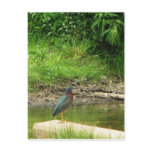 Green Heron Post Card