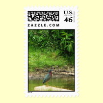 Green Heron Postage Stamp