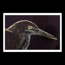 Green Heron  posters