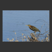 "Green Heron" posters