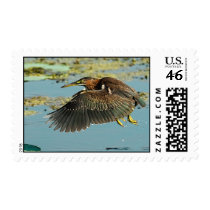 Green Heron Take Off postage by PhotoWolf Green Heron Take Off postage